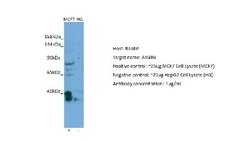 ATG9B Antibody, Novus Biologicals 100 &mu;L; Unconjugated:Antibodies, Polyclonal